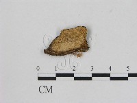 小菇屬藏品圖，第1張