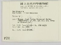 小菇屬藏品圖，第2張