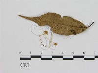 小菇屬藏品圖，第3張
