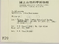 小菇屬藏品圖，第2張