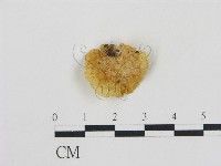 登錄號:F0002020藏品圖，第1張
