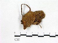 登錄號:F0002021藏品圖，第3張