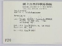 小皮傘屬藏品圖，第2張