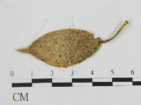 小皮傘屬藏品圖，第1張
