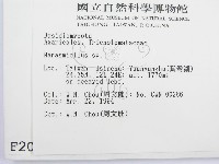 微皮傘屬藏品圖，第2張