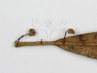 微皮傘屬藏品圖，第4張