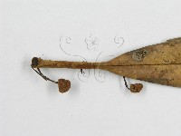 微皮傘屬藏品圖，第5張