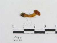 登錄號:F0002024藏品圖，第3張