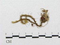 登錄號:F0002025藏品圖，第1張