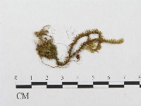 登錄號:F0002025藏品圖，第3張