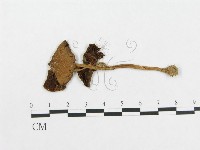 登錄號:F0002029藏品圖，第1張