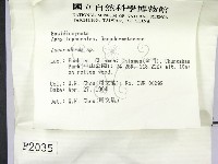 假芝屬藏品圖，第2張