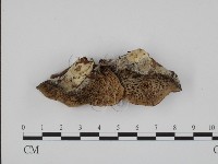 登錄號:F0002037藏品圖，第1張