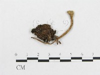 登錄號:F0002040藏品圖，第1張