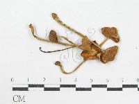 登錄號:F0002041藏品圖，第1張