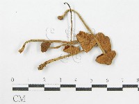 登錄號:F0002041藏品圖，第3張