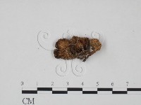 登錄號:F0002042藏品圖，第3張