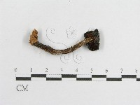 登錄號:F0002043藏品圖，第1張
