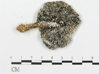 登錄號:F0002045藏品圖，第3張