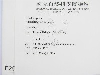 盔孢傘屬藏品圖，第2張