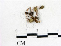 鬼傘屬藏品圖，第1張