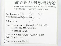 多孔菌屬藏品圖，第2張