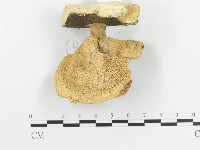 多孔菌屬藏品圖，第4張