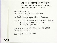 木耳藏品圖，第2張