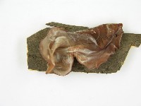 木耳藏品圖，第4張