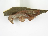 木耳藏品圖，第5張