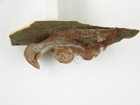 木耳藏品圖，第6張