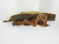 木耳藏品圖，第7張