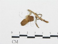 杯傘屬藏品圖，第3張