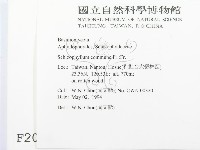 裂褶菌藏品圖，第2張