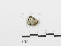 裂褶菌藏品圖，第1張