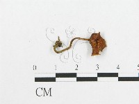 登錄號:F0002057藏品圖，第4張