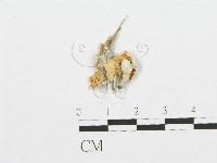 裂褶菌藏品圖，第3張