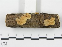 登錄號:F0002061藏品圖，第1張