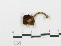 登錄號:F0002062藏品圖，第1張