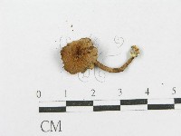 登錄號:F0002062藏品圖，第3張