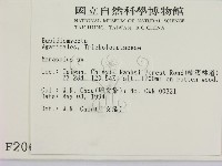 小皮傘屬藏品圖，第2張
