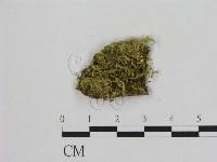 小皮傘屬藏品圖，第1張