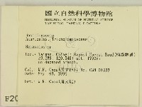 小皮傘屬藏品圖，第2張