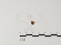 登錄號:F0002071藏品圖，第3張