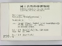 小皮傘屬藏品圖，第2張