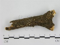 小皮傘屬藏品圖，第1張