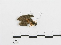 登錄號:F0002075藏品圖，第1張