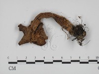 登錄號:F0002076藏品圖，第3張