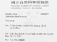 紅菇屬藏品圖，第3張