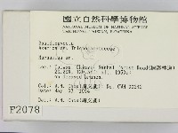 小皮傘屬藏品圖，第2張